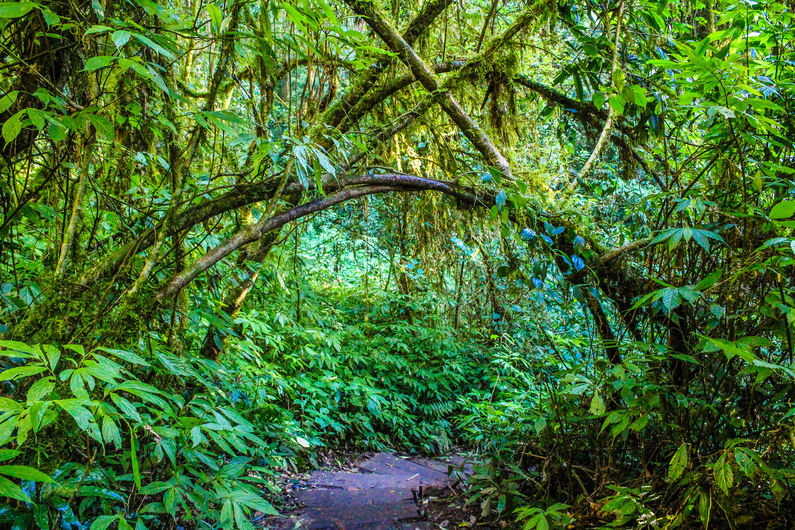 森林户外热带雨林树木树枝室外丛林环境道路路径