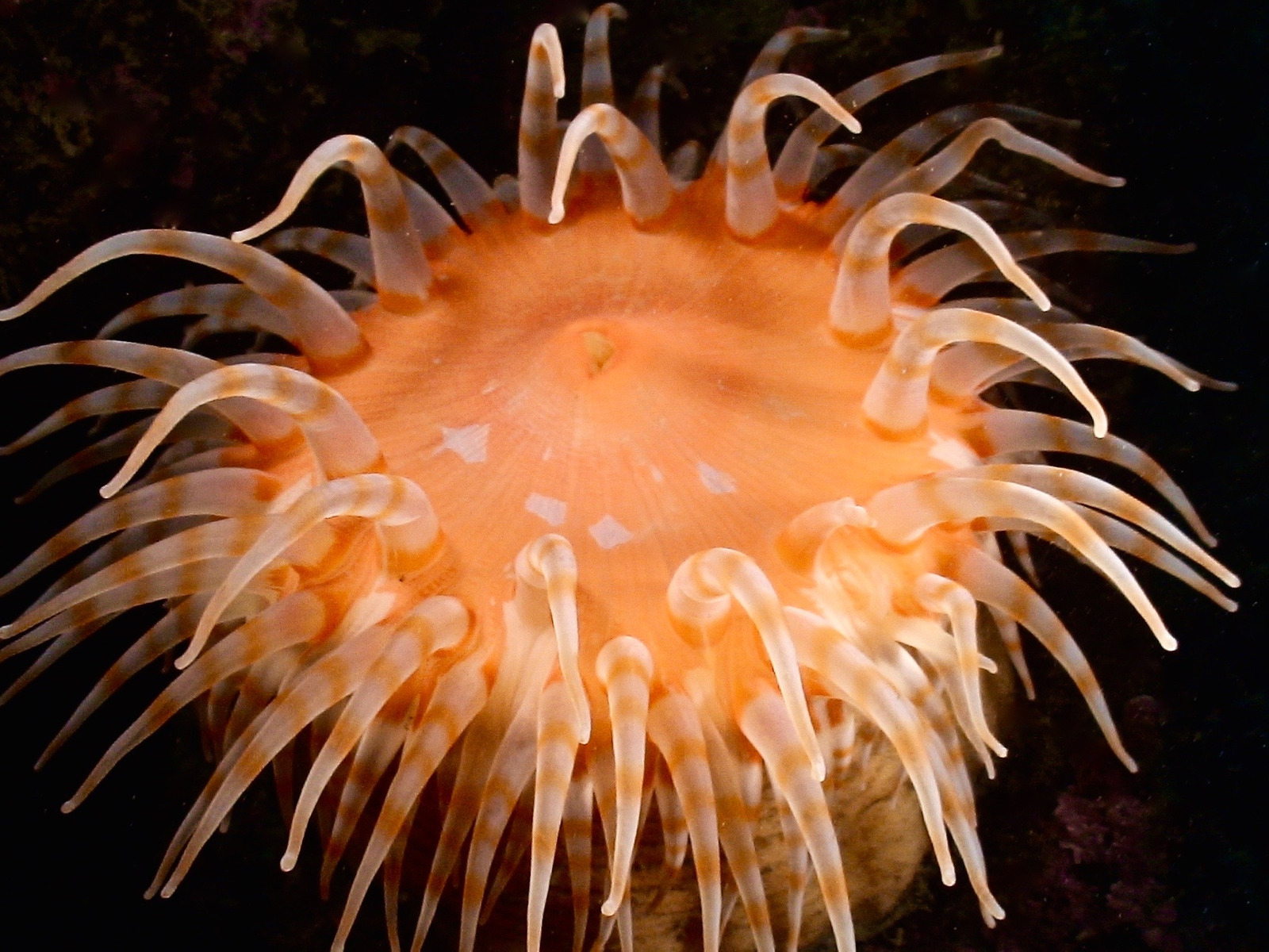动物颜色珊瑚海洋生物特写无脊椎动物热带水下深海水生的
