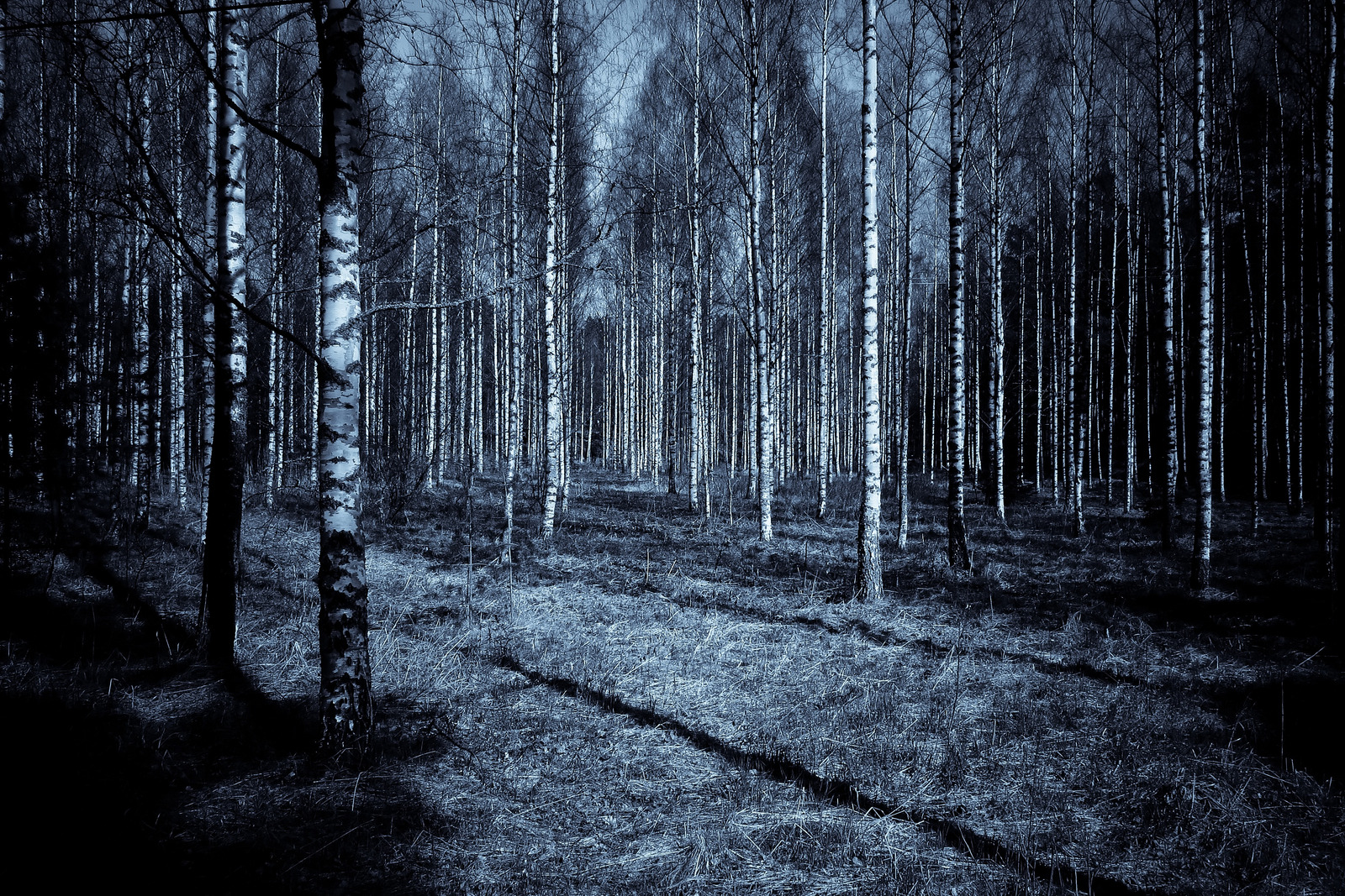 森林黑暗高清图片 - canva可画