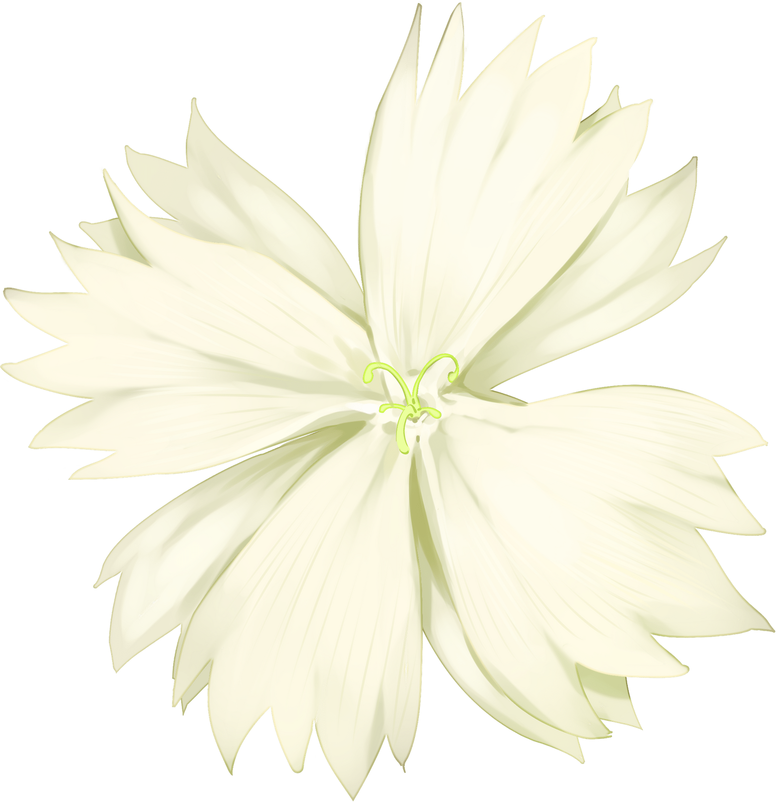 花瓣黄色植物白色插画花卉彩色花朵清新写实插画版权图库canva企业版