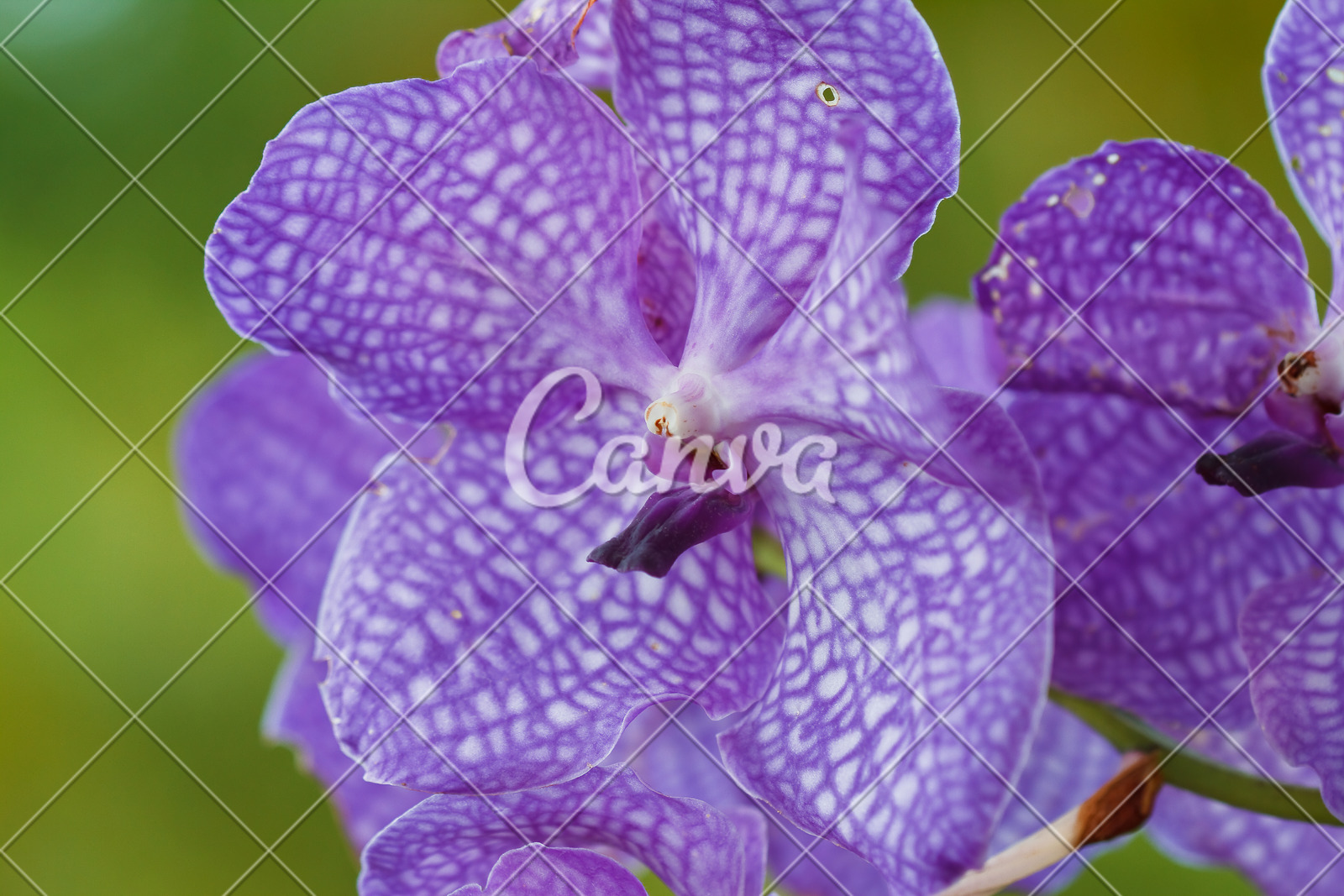 粉色紫色叶子清新花束特写上升华贵兰花自然图片