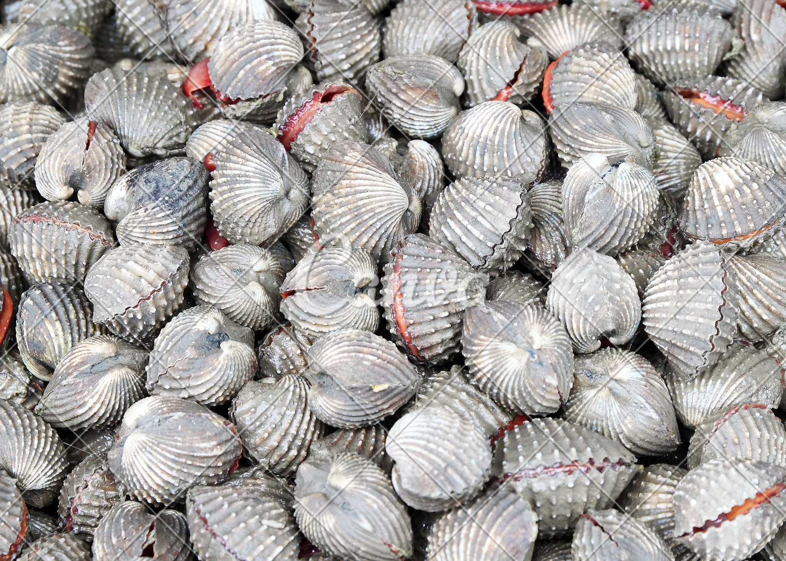 市场贝壳动物户外清新纹理海岸线膳食河岸海蛤