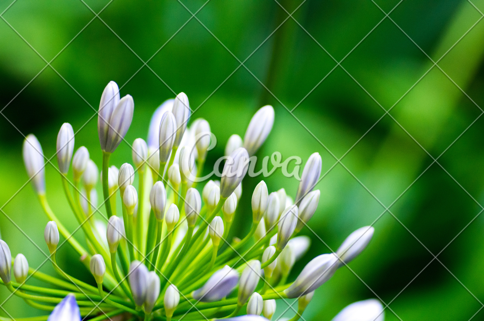 花瓣背景植物花紫色叶子百合花清新花蕾自然美图片