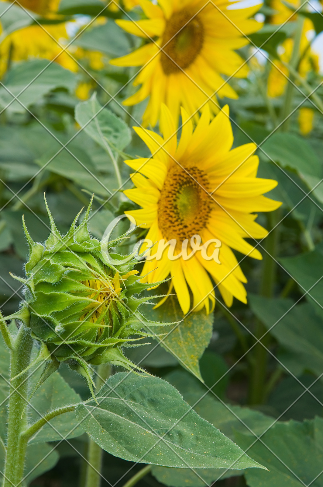 花瓣向日葵背景植物户外花叶子草地花朵灌木图片