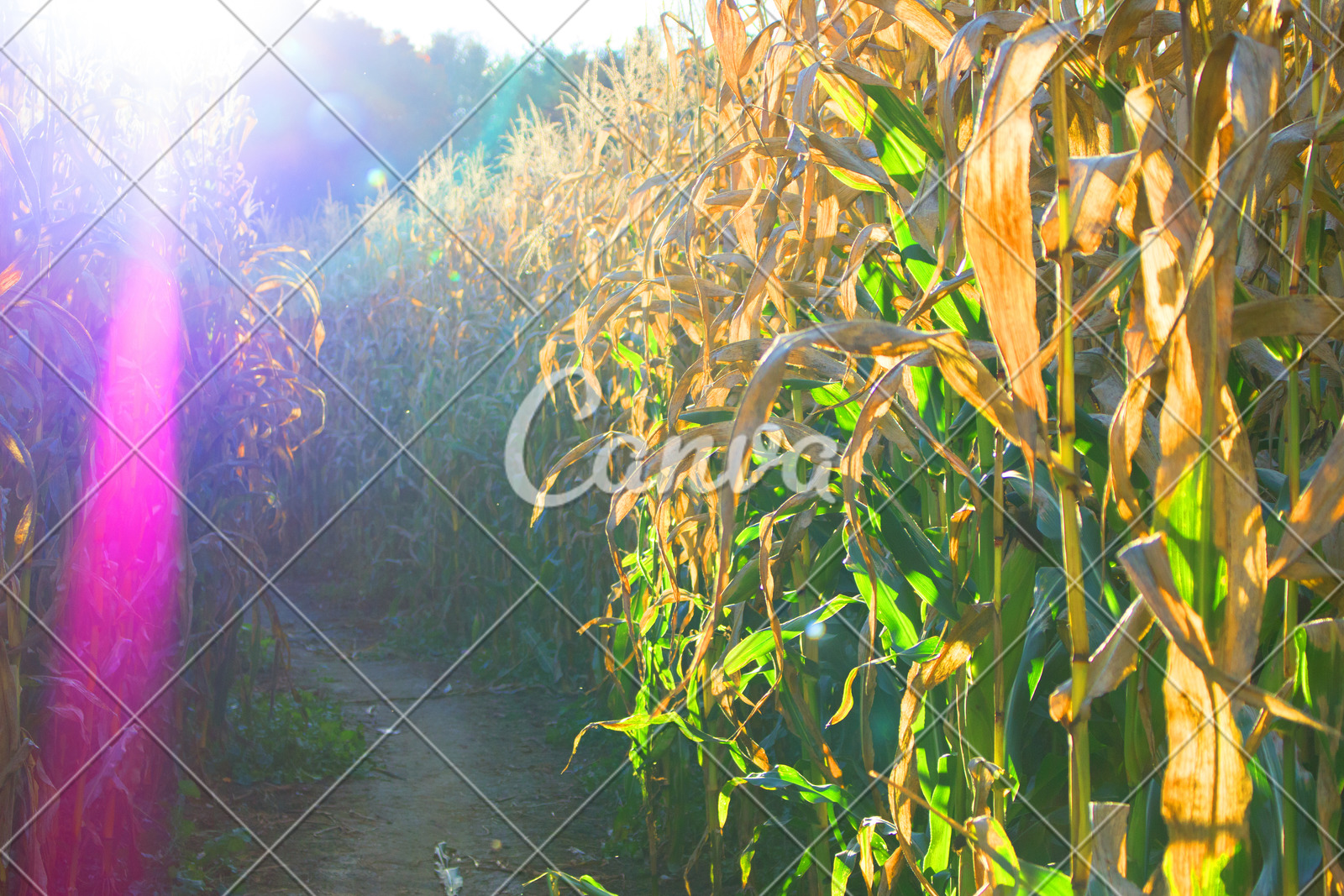 玉米叶子秋天谷类摄影农场图片