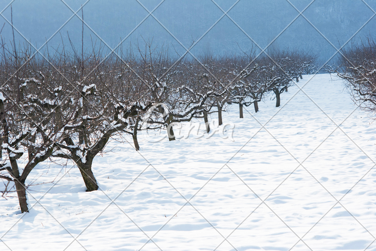 天气冬天植物户外白色风景雪树果园景观设计