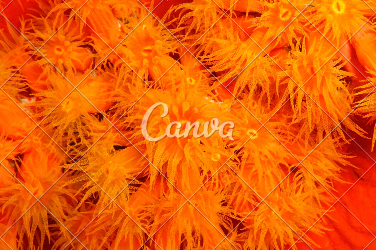 橙色珊瑚礁石彩色图片色彩鲜艳自然加勒比海水下热带气候摄影