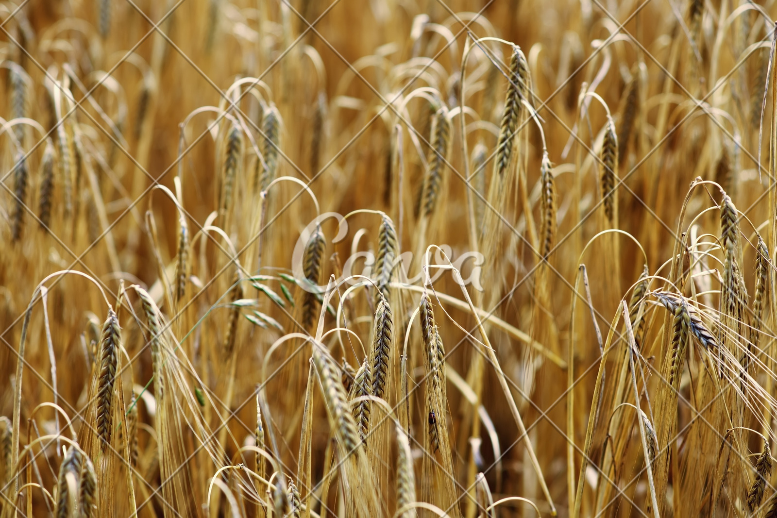 户外风景小麦饮食田园风光农作物田地谷类英国大麦
