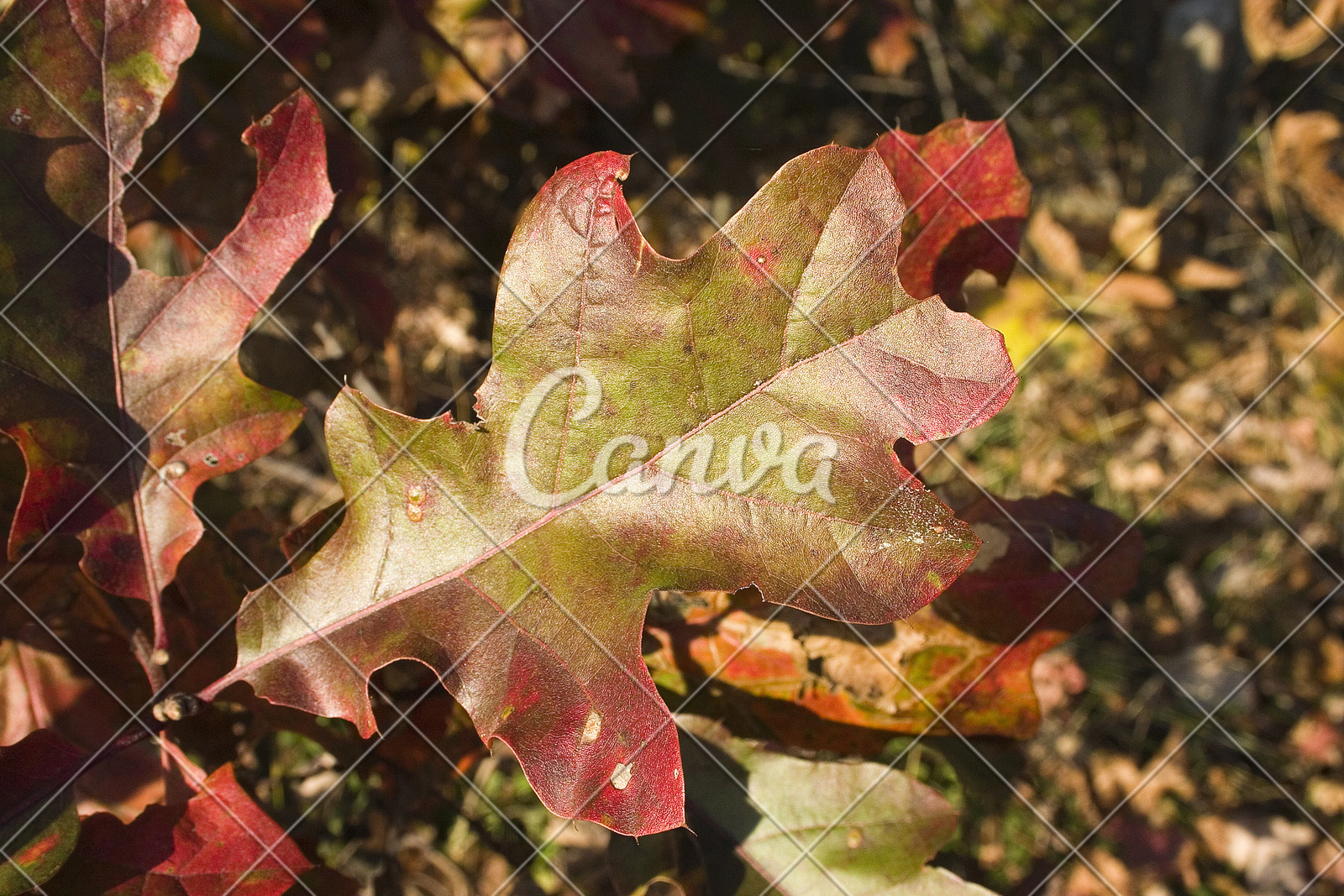 叶子秋天橡树摄影