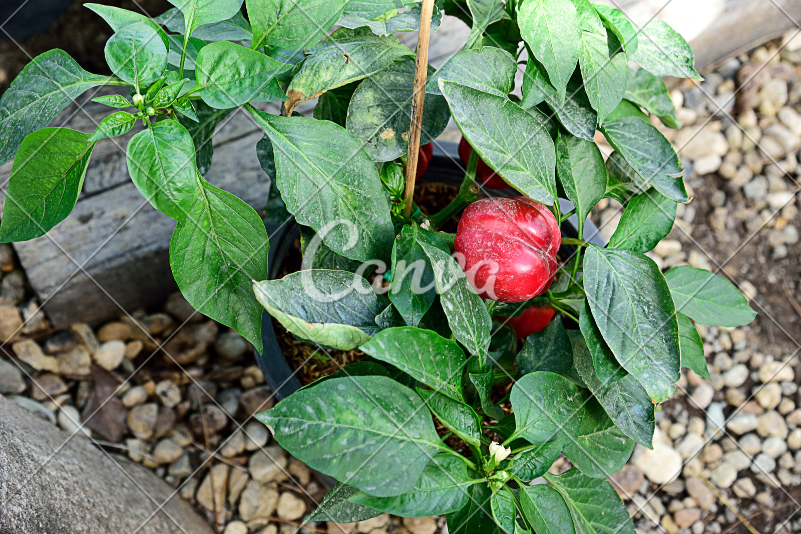 红色水果植物蔬菜饮食灯笼椒泰国成分摄影图像