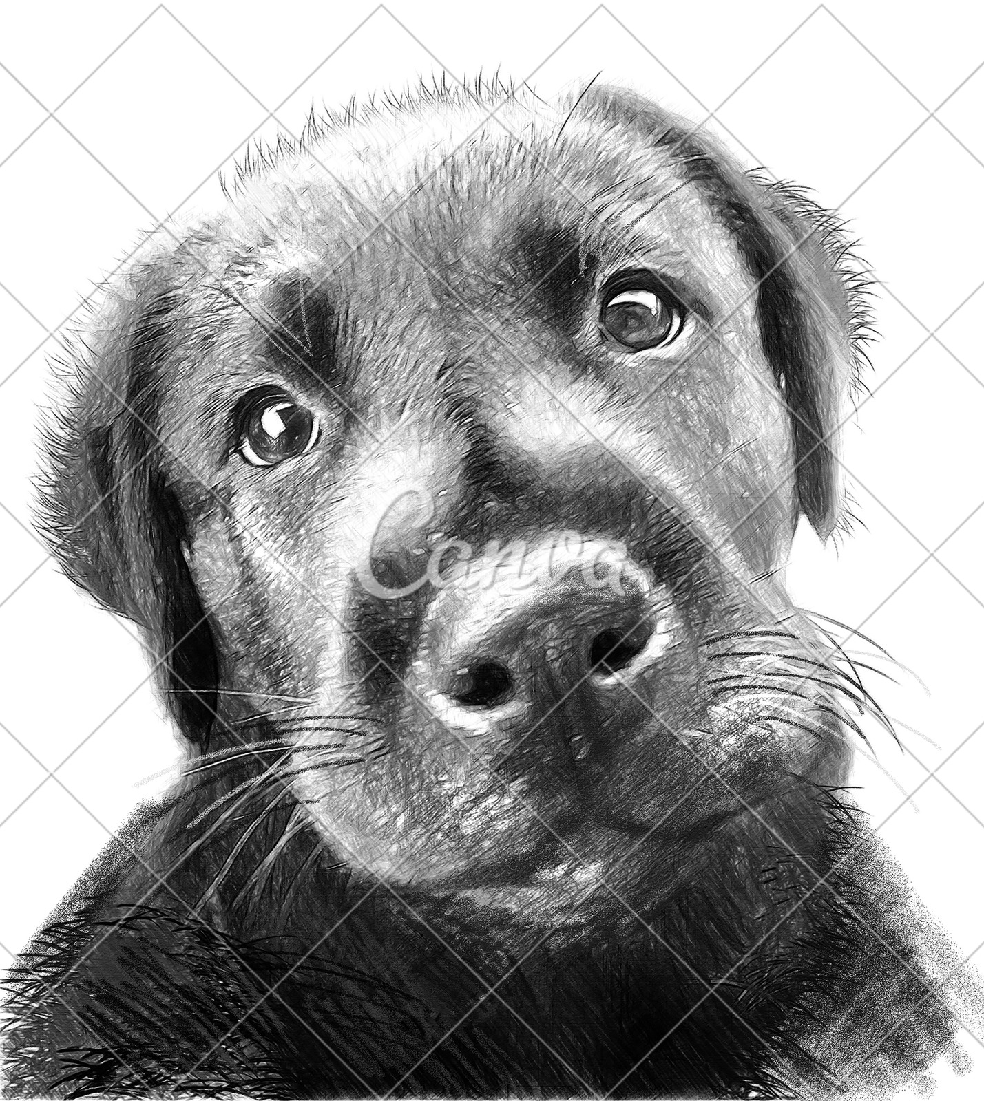 设计动物肖像黑白图片可爱的毛皮动物头波兰铅笔小狗