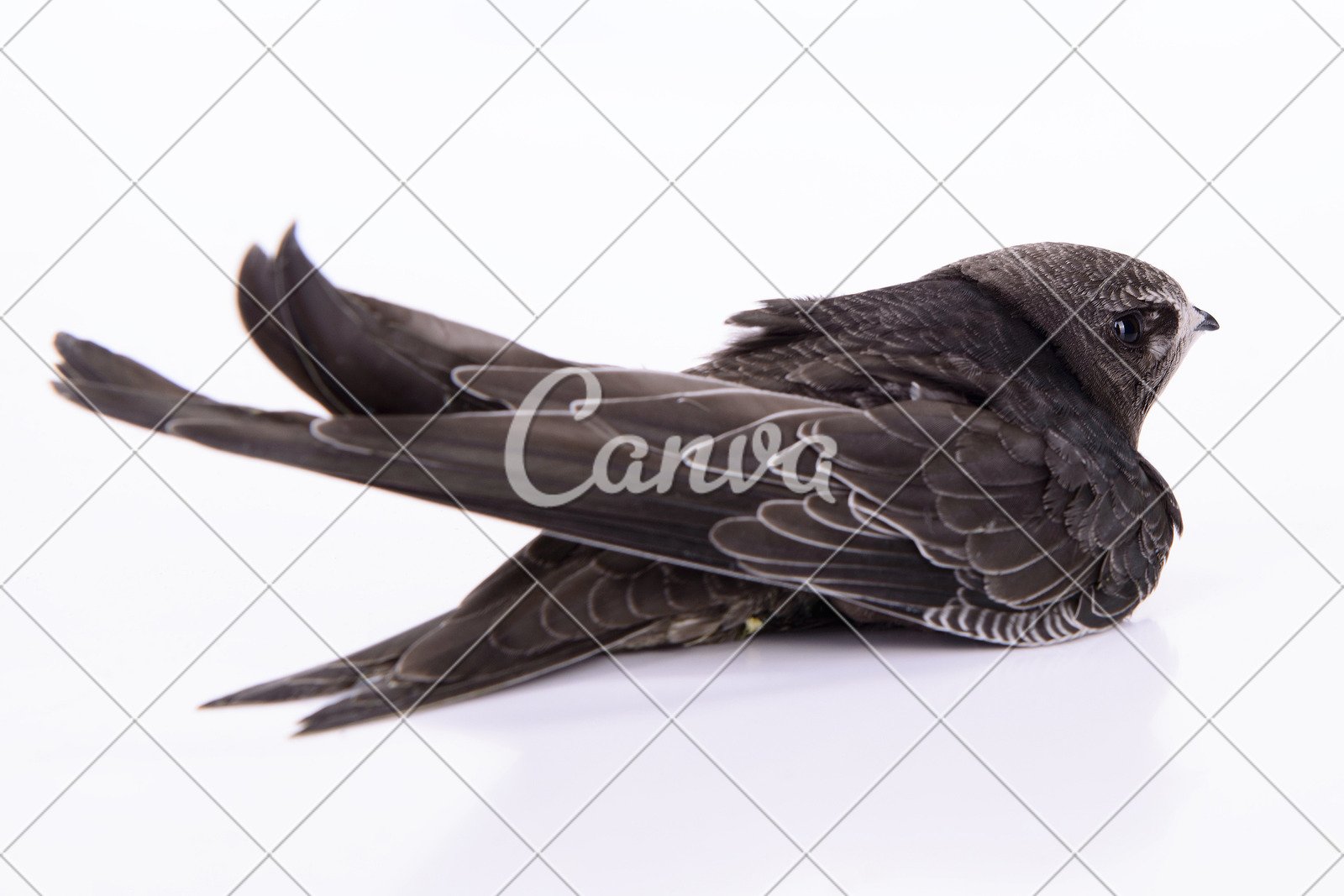 动物白色小鸟翅膀燕子鸟类特写可爱的观鸟欧洲