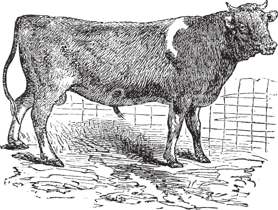 Alderney Cattle - 素材 - Canva可画