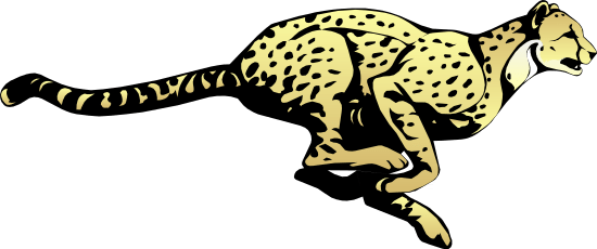 cheetah illustration 