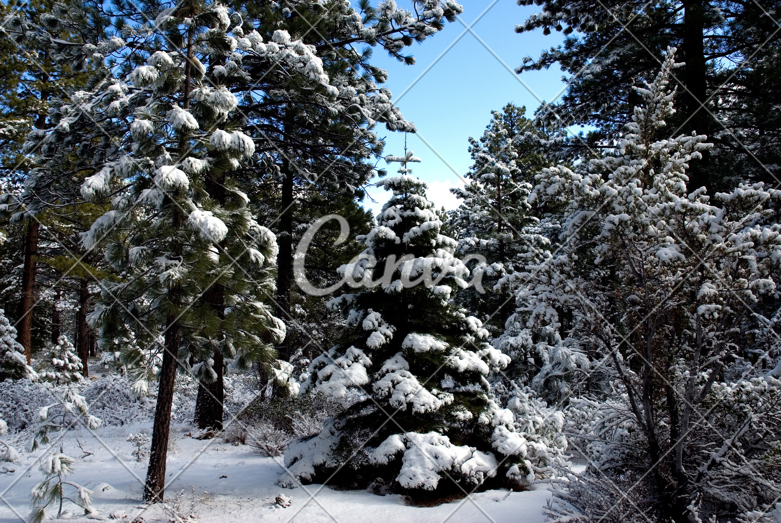 森林冬天户外风景雪树寒冷杉树彩色图片摄影