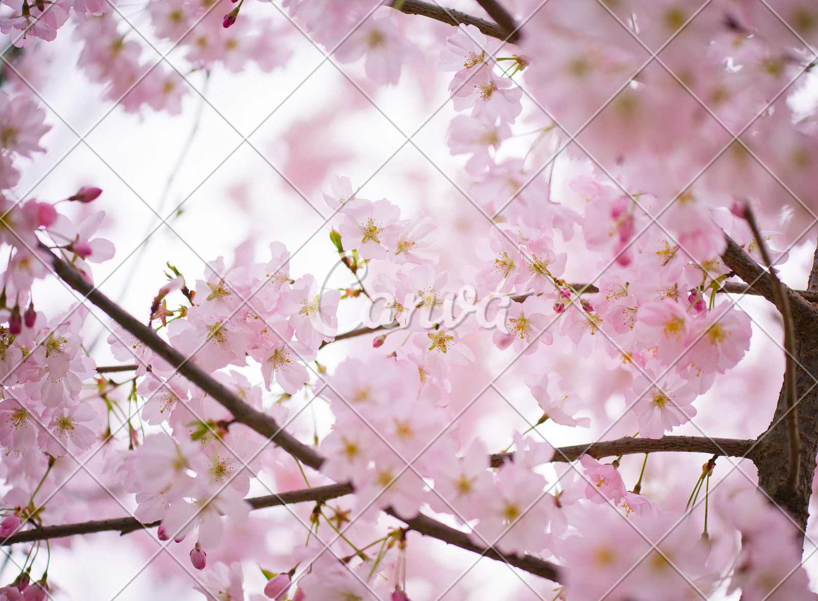 花瓣植物户外白色花叶子春天树特写自然美图片 - Canva可画