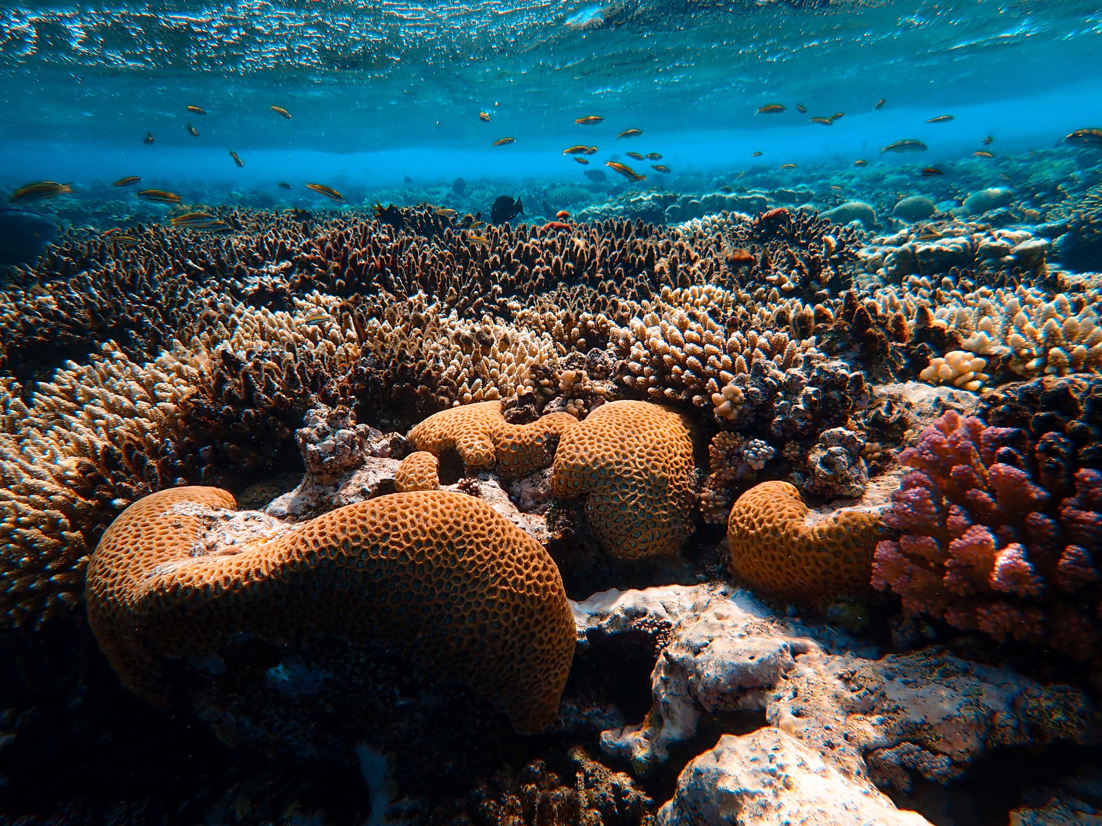 动物捕鱼珊瑚海景海洋生物珊瑚礁水生动物水下的性质海洋高清图片