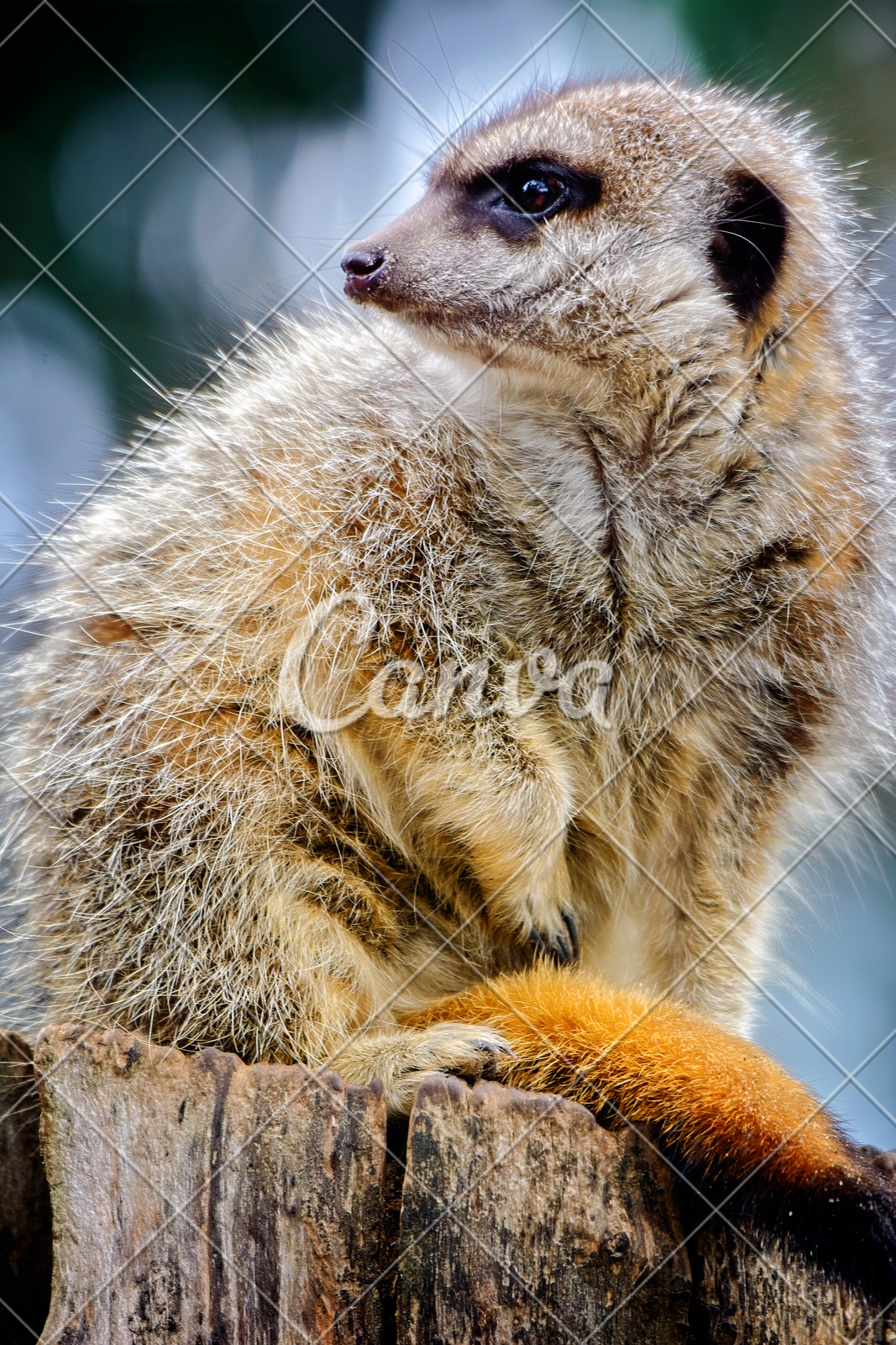 森林户外刺猬褐色可爱的猪嘴树篱自然摄影野生动物图片 - Canva可画