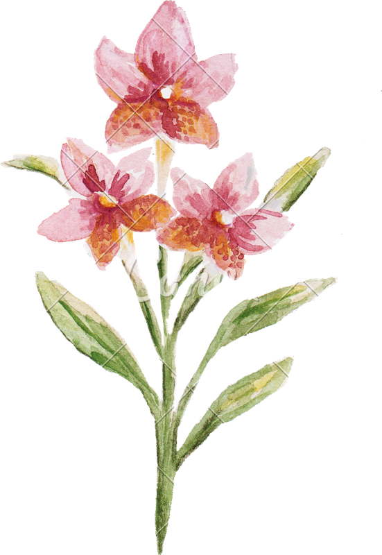 植物插画唯美花手绘花卉彩色水彩清新花束高清图片 Canva可画