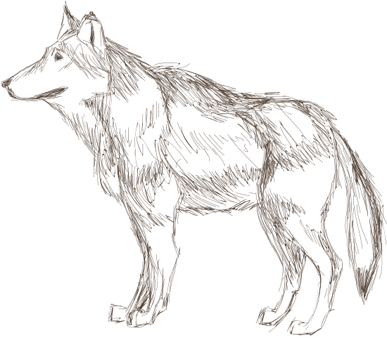 狼素描狼素描 wolf sketch wolf sketch