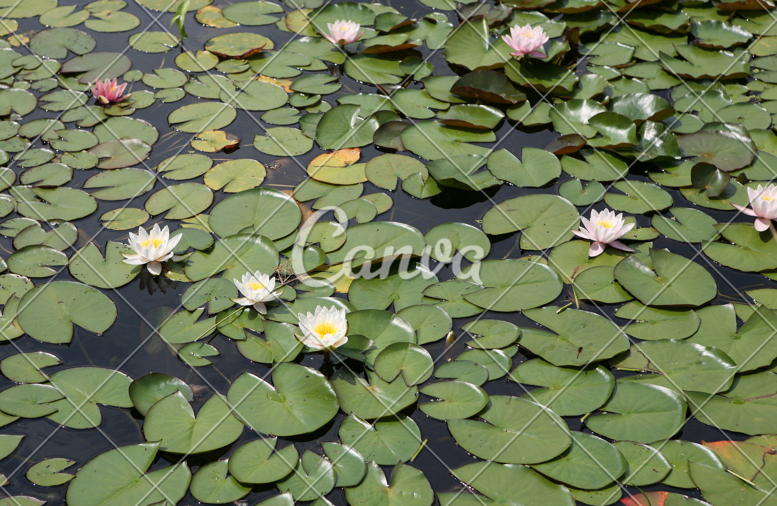 水生花卉植物(水生花卉植物常见品种有哪些)