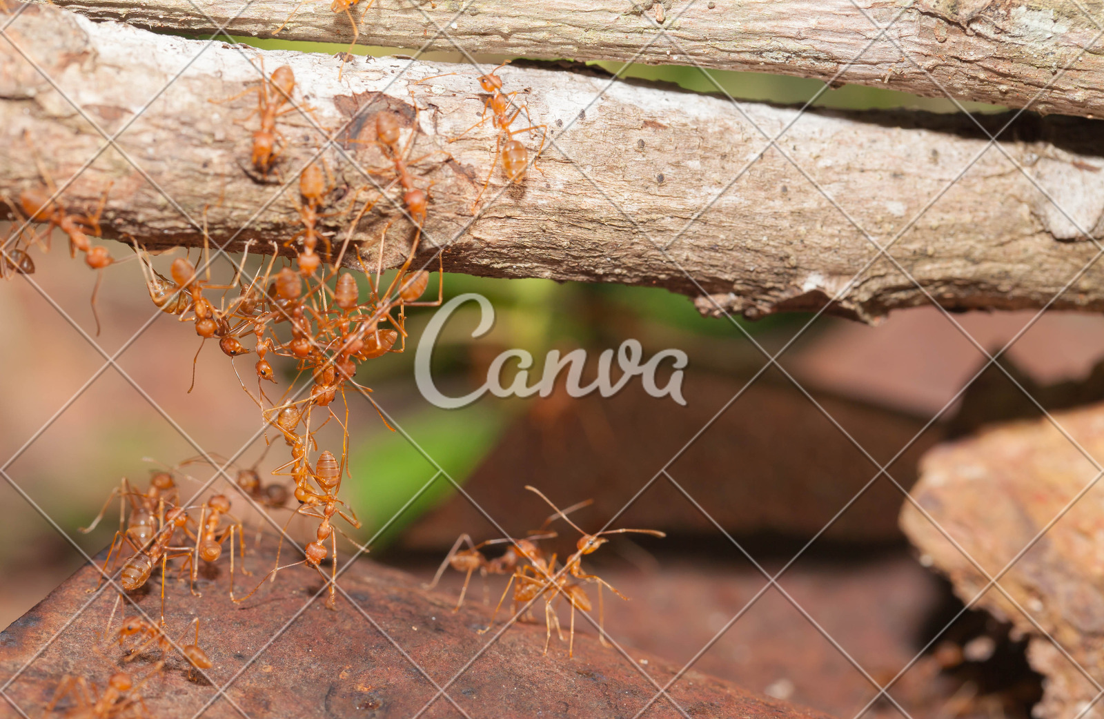 蚂蚁的合作图片素材-正版创意图片500636069-摄图网