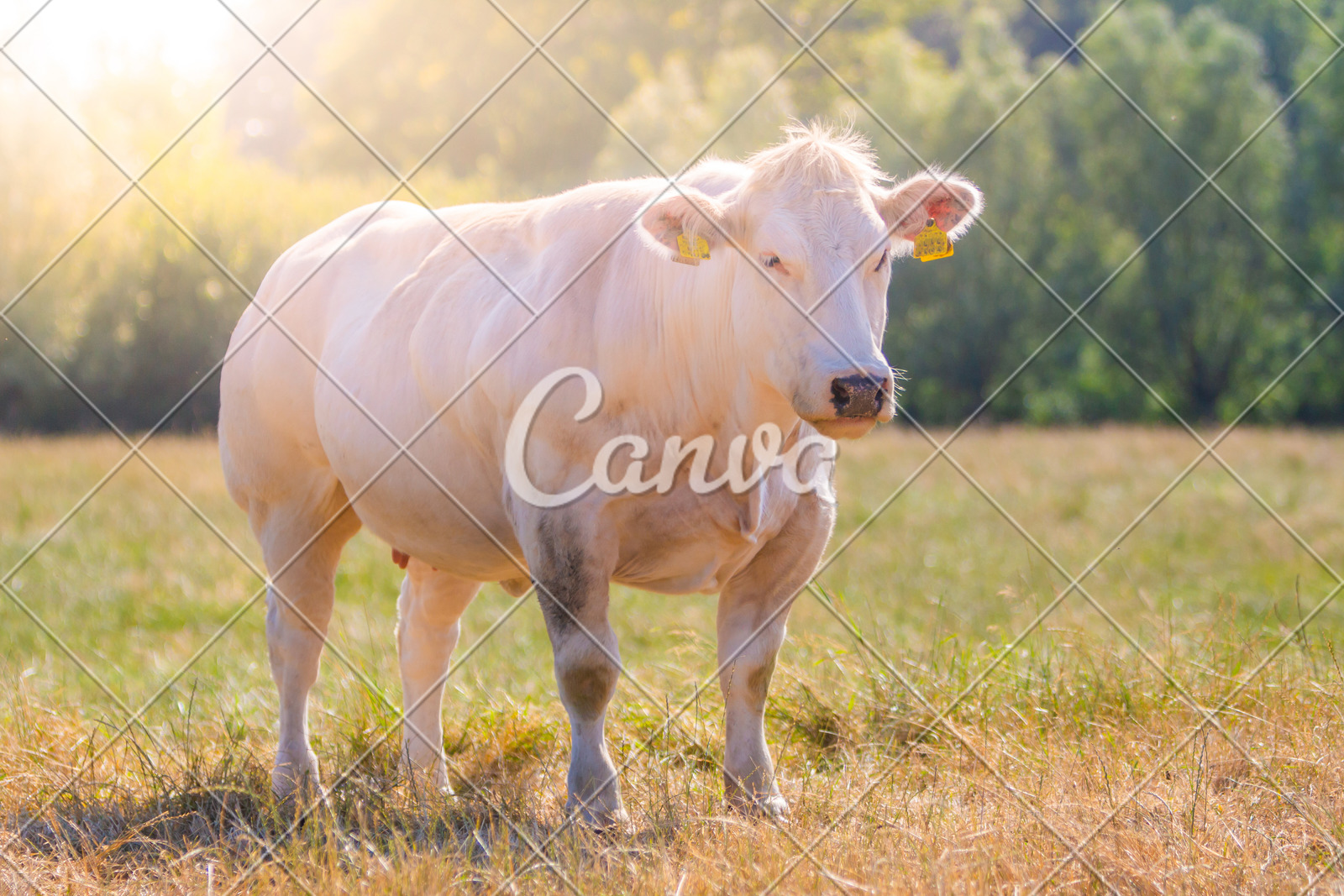 动物蓝色户外白色牛肉牛干净可爱的动物保护家畜图片