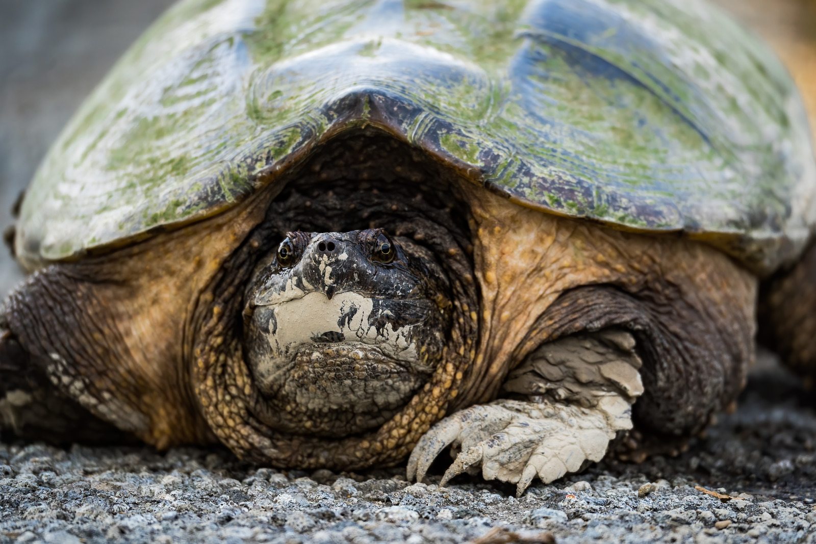 closeupphotoofasnappingturtleontheground图片