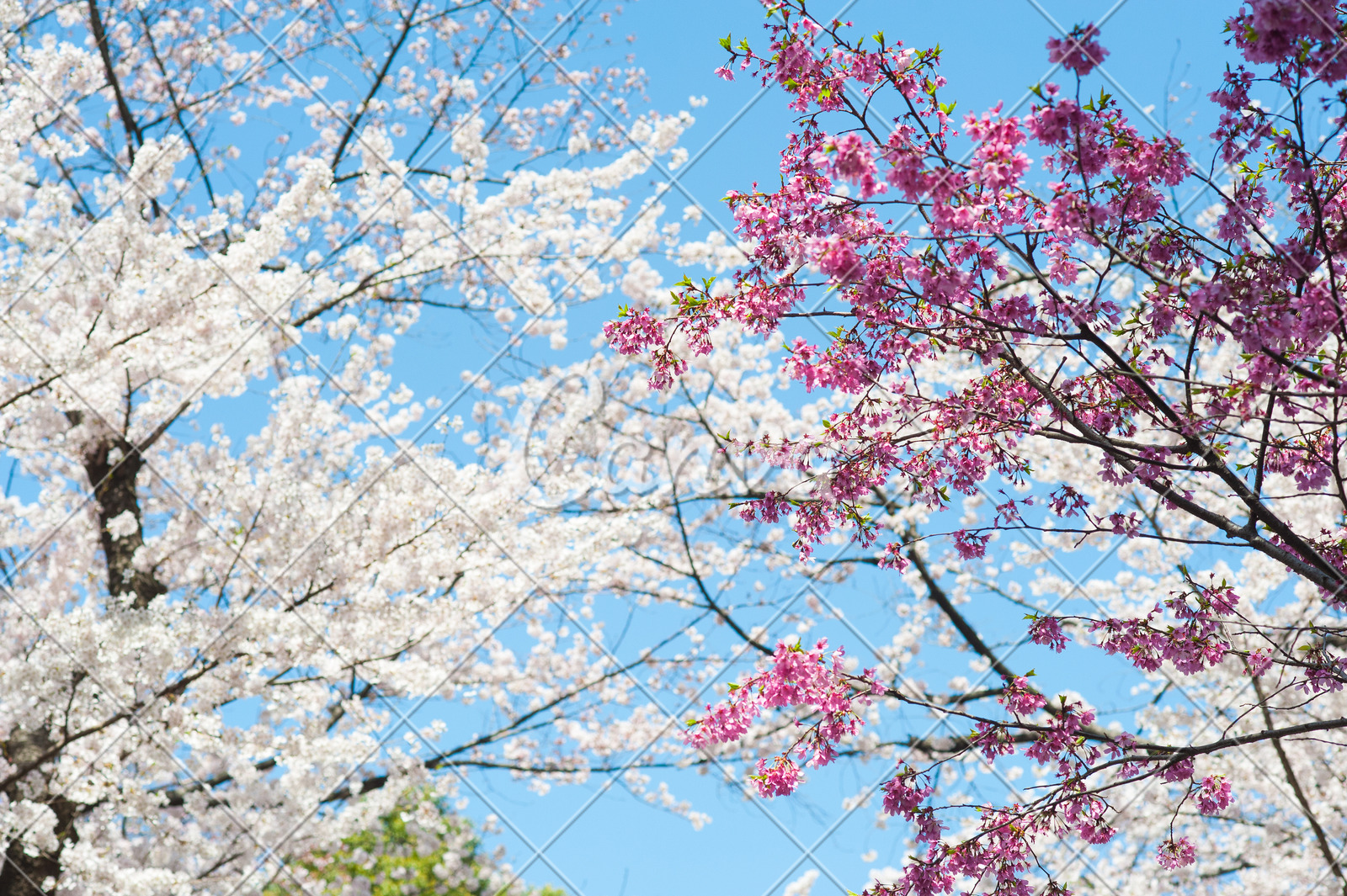 日本樱花天空蓝色户外风景粉色花叶子春天