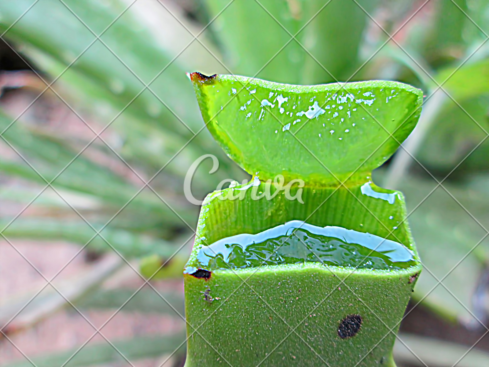 绿色植物印度自然植物学摄影芦荟汁