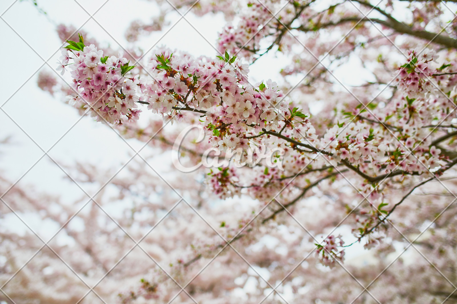 日本花瓣樱花植物粉色花春天树日本文化行军