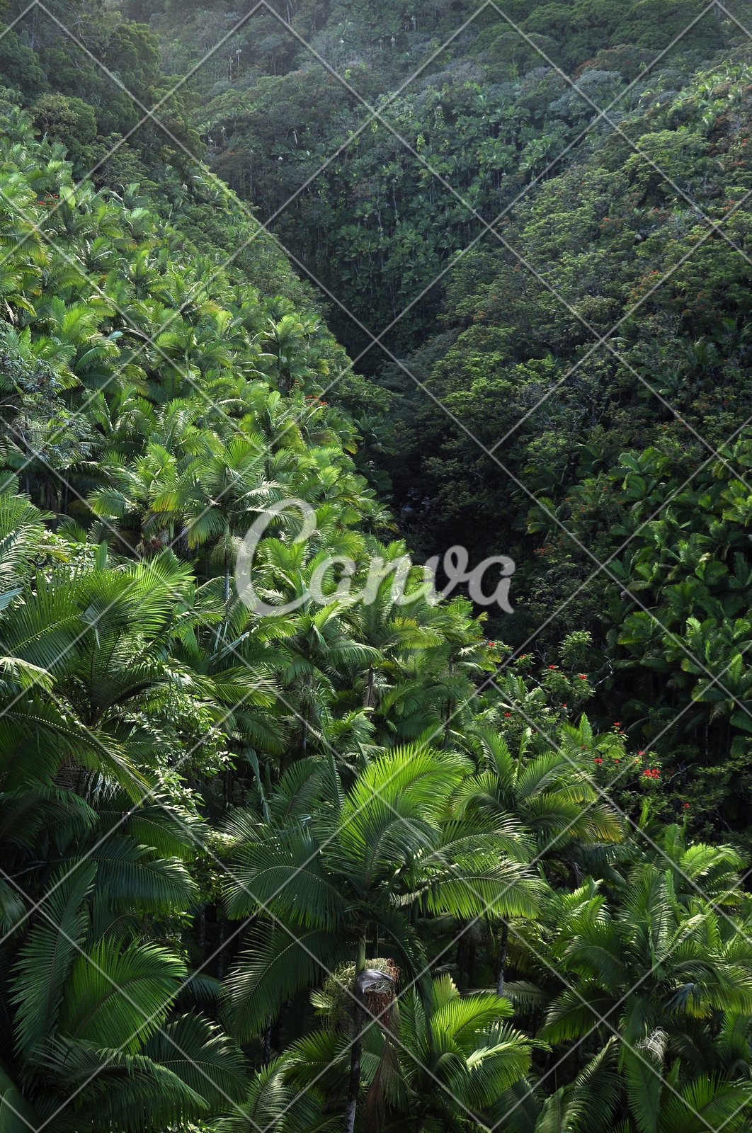 绿色户外热带雨林棕榈树雨林夏威夷环境保护热带气候摄影
