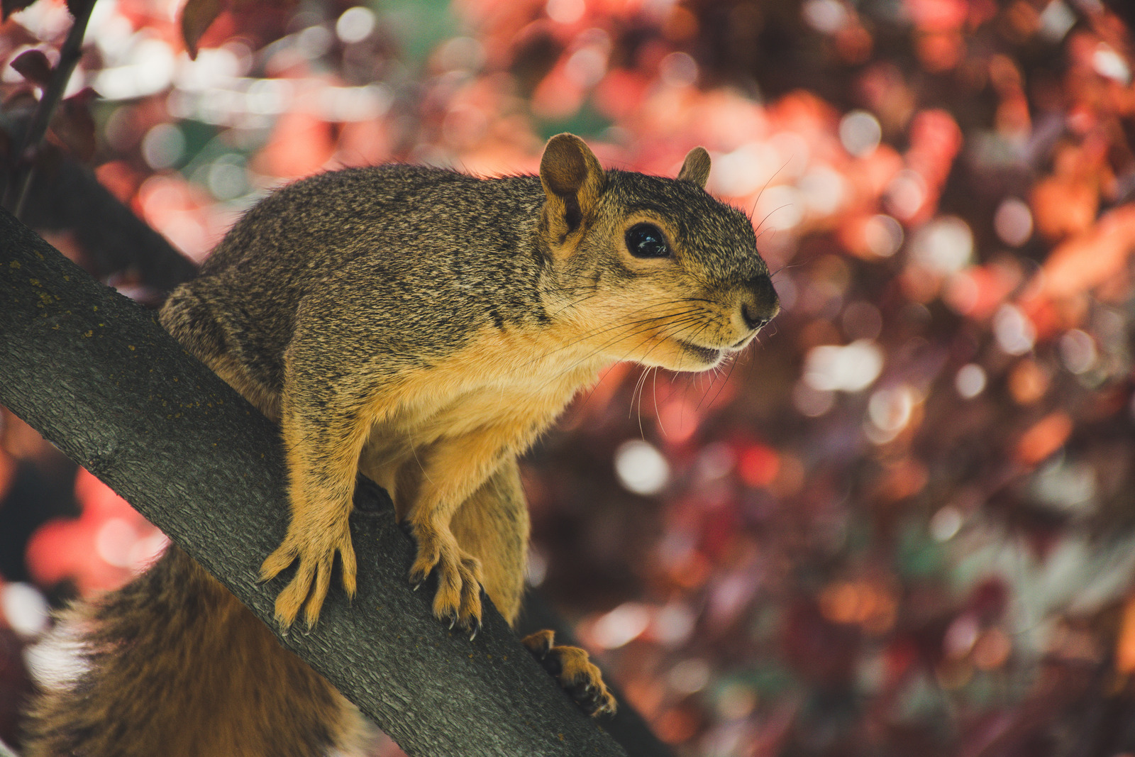 squireel图片