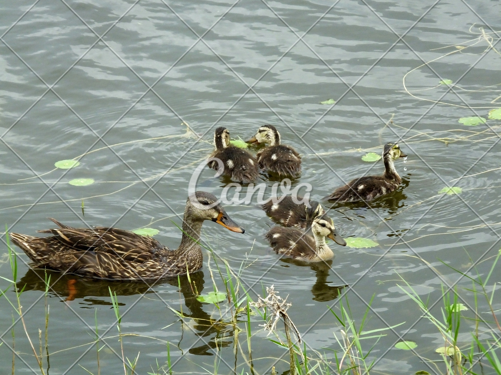 动物户外游泳小鸭子水生植物鸟类水禽美国摄影野生动物图片