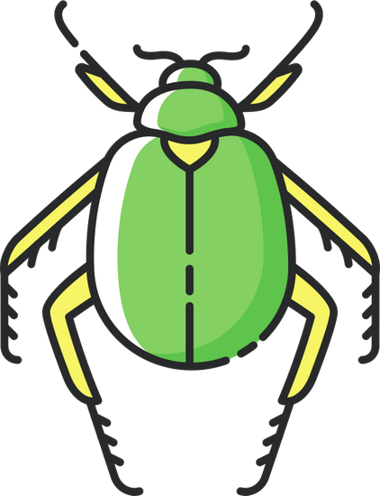scarab beetle wild insect