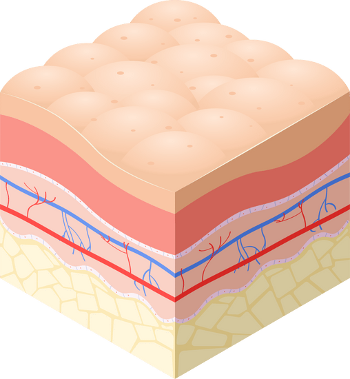 dermis图片