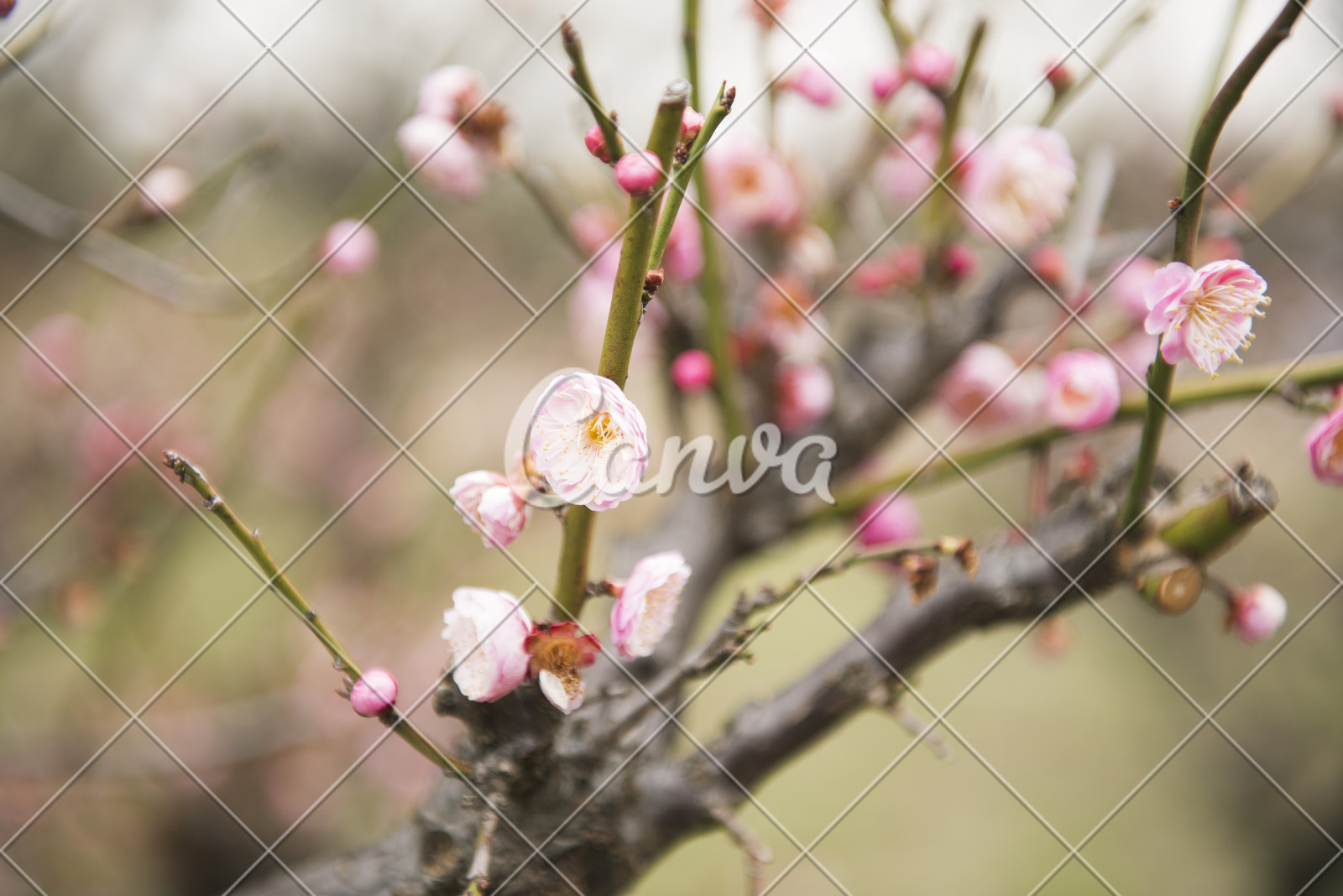 春天树上开的花有哪些(春天树上开的花有哪些图片)