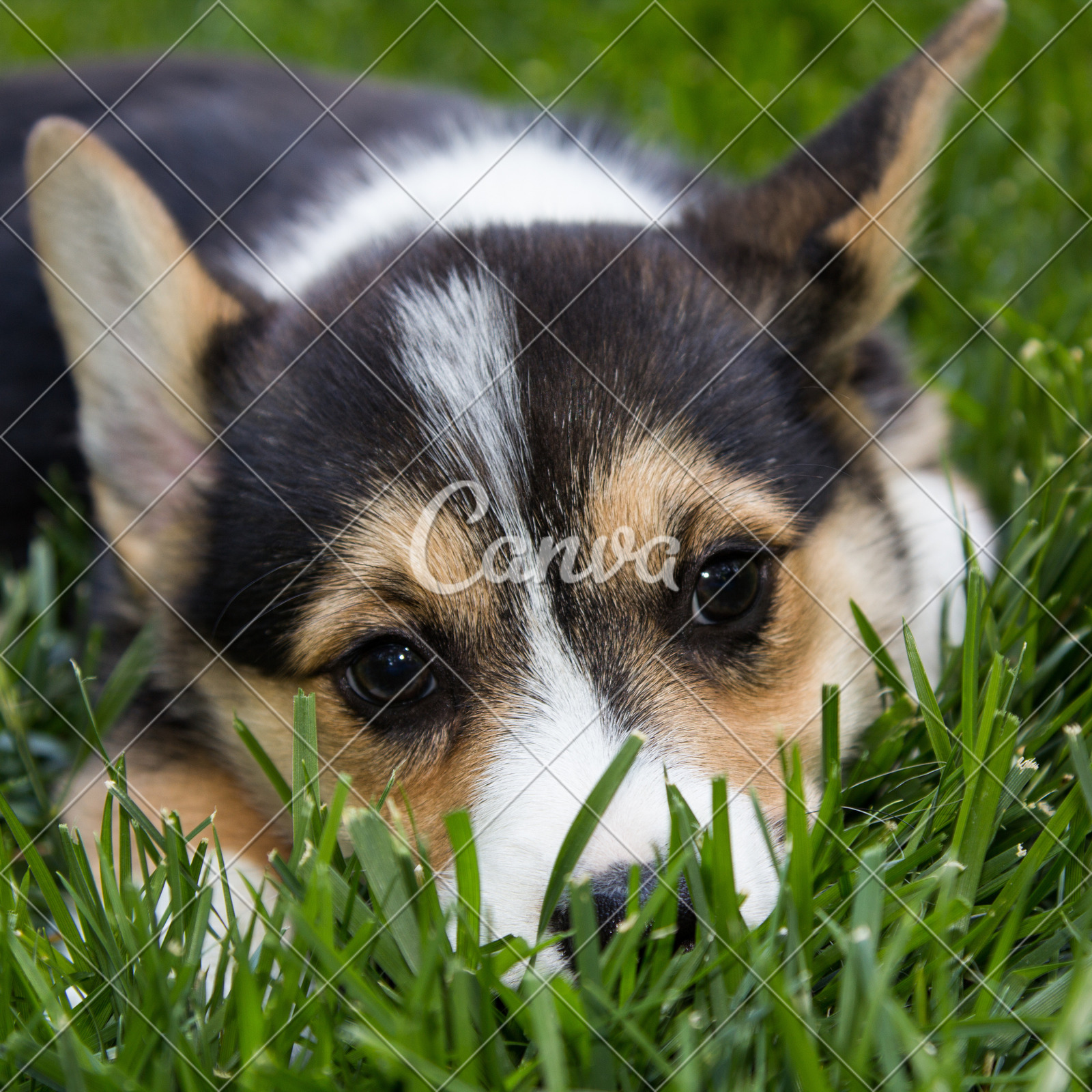 动物户外特写可爱的面部表情动物眼睛威尔士柯基犬宠物小狗摄影图片