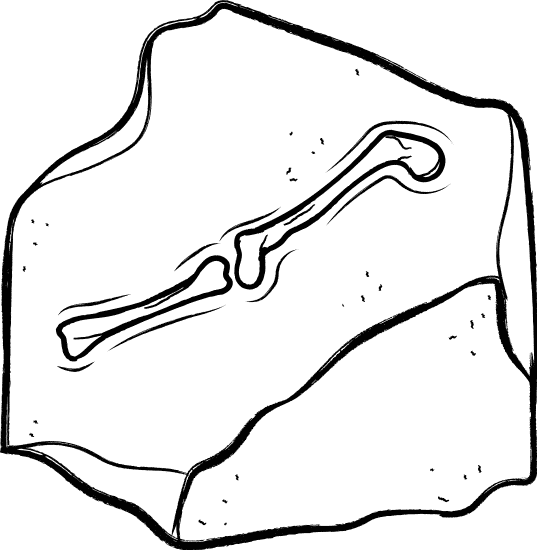 化石简笔画 幼儿图片