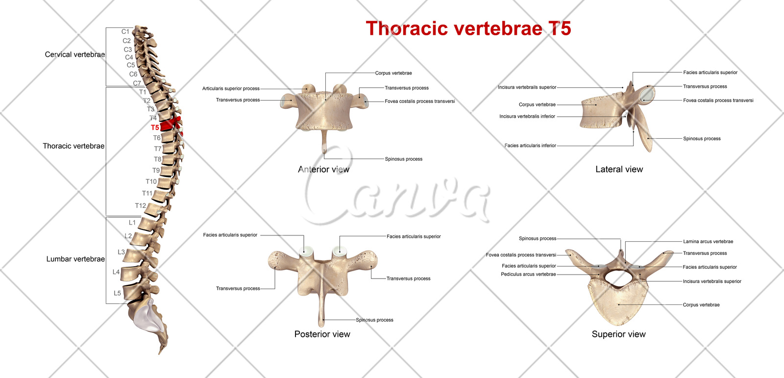 thoracic vertebrae图片