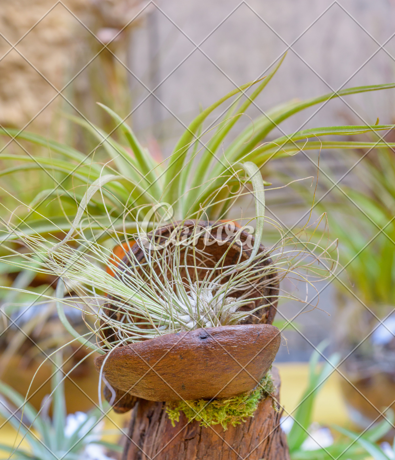 植物春天生活方式特写自然美寄生藤自然园艺肉质植物热带气候图片