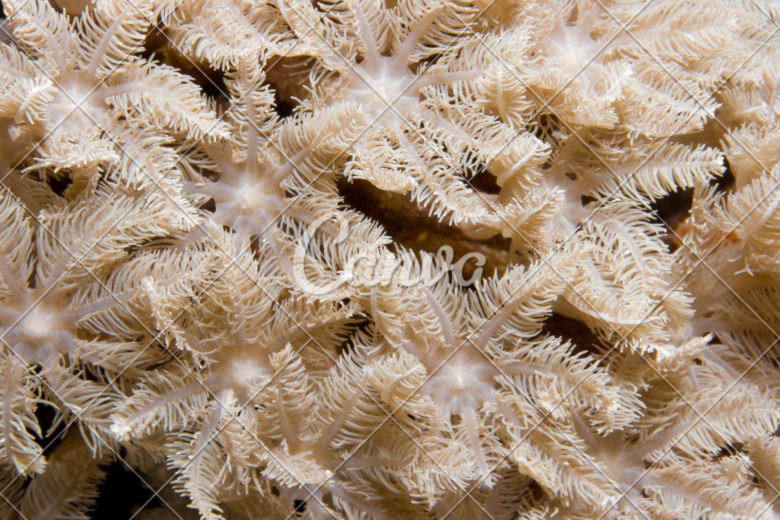 珊瑚无脊椎动物礁石彩色图片印度尼西亚珊瑚虫摄影海洋