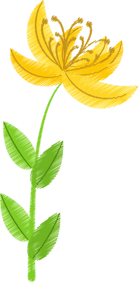 绘制黄百合花卉自然drawing Yellow Lily Flower Natural素材 Canva可画