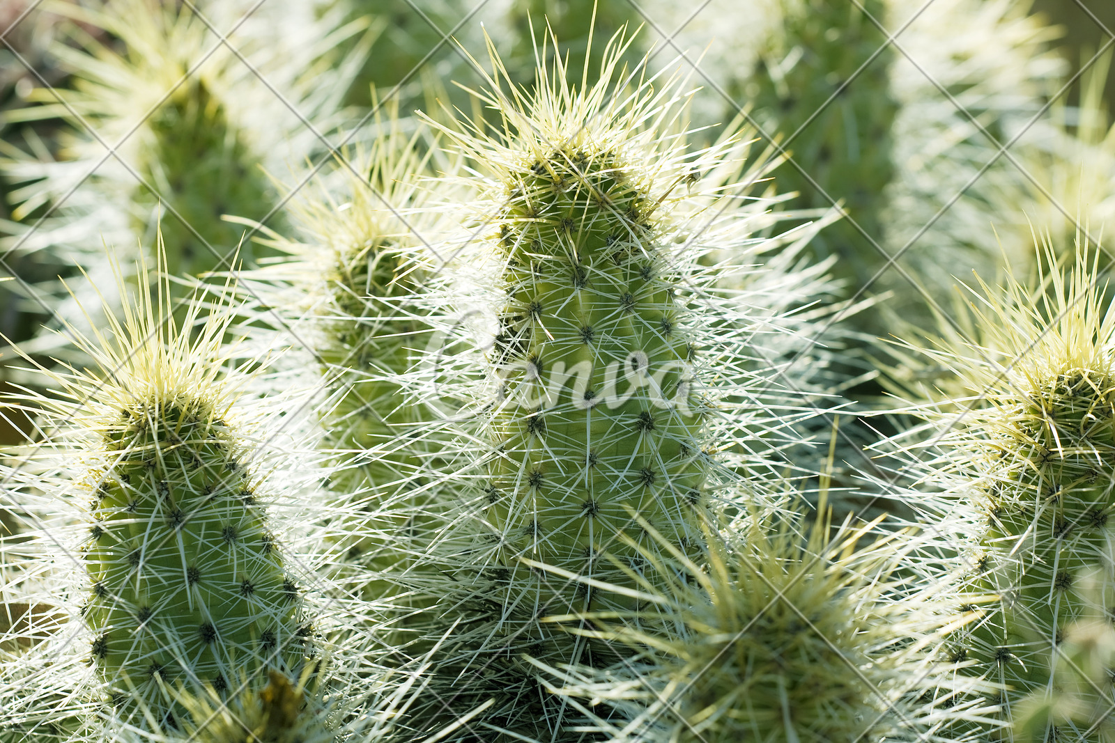 植物沙漠春天仙人掌逆光自然肉质植物摄影图片