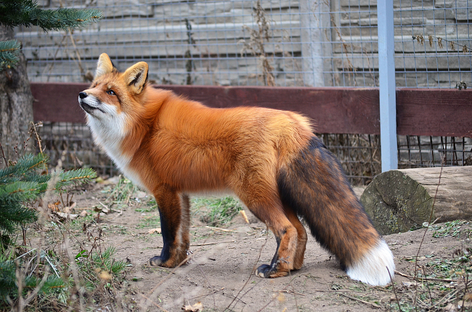 cutekoreanredfoxinzoologicalpark图片