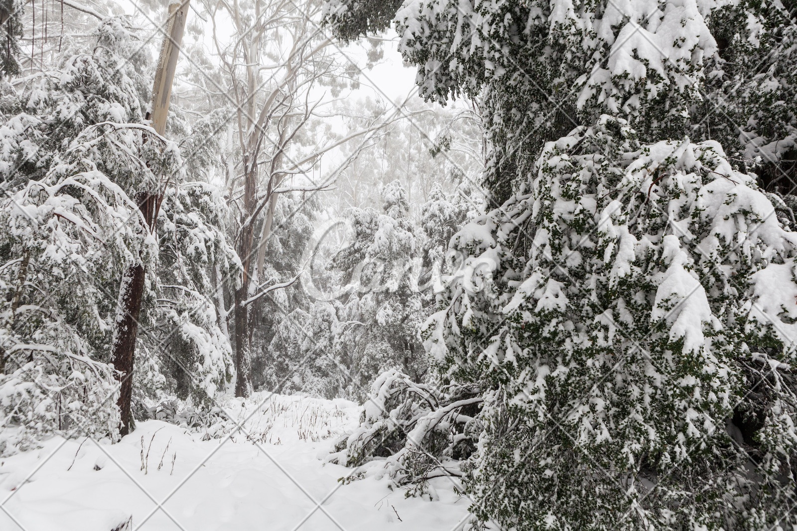 森林冬天户外度假下雪雪树澳大利亚自然摄影图片