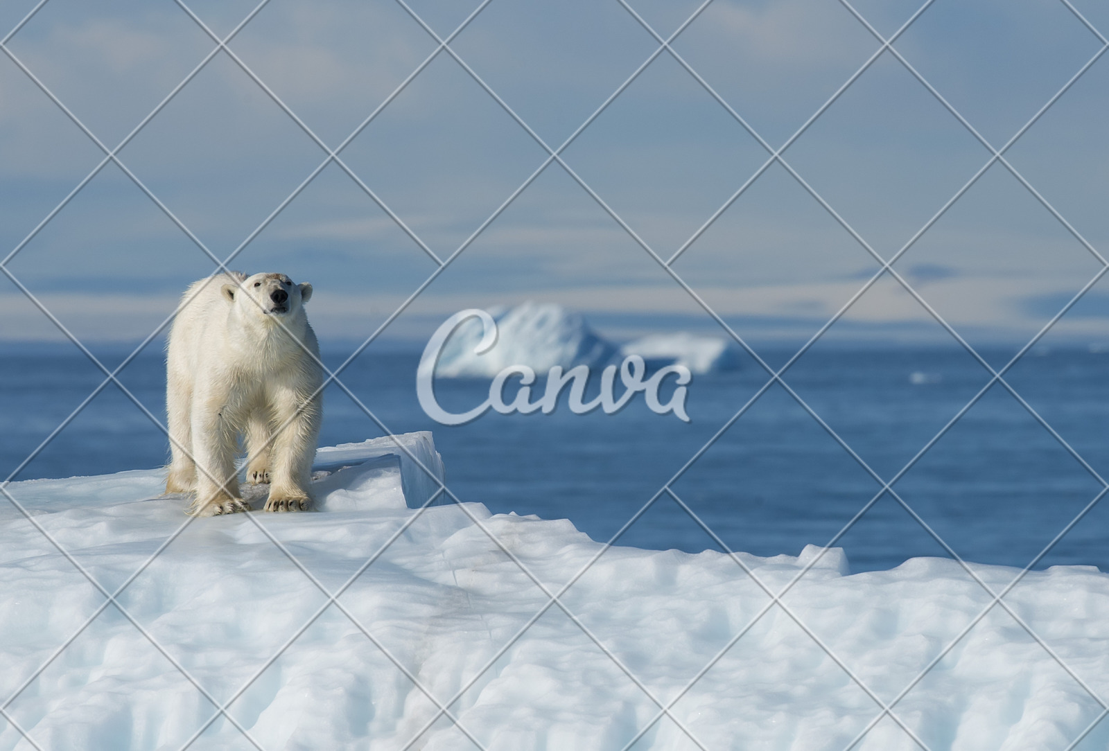 北极熊熊加拿大摄影高清图片 - canva可画