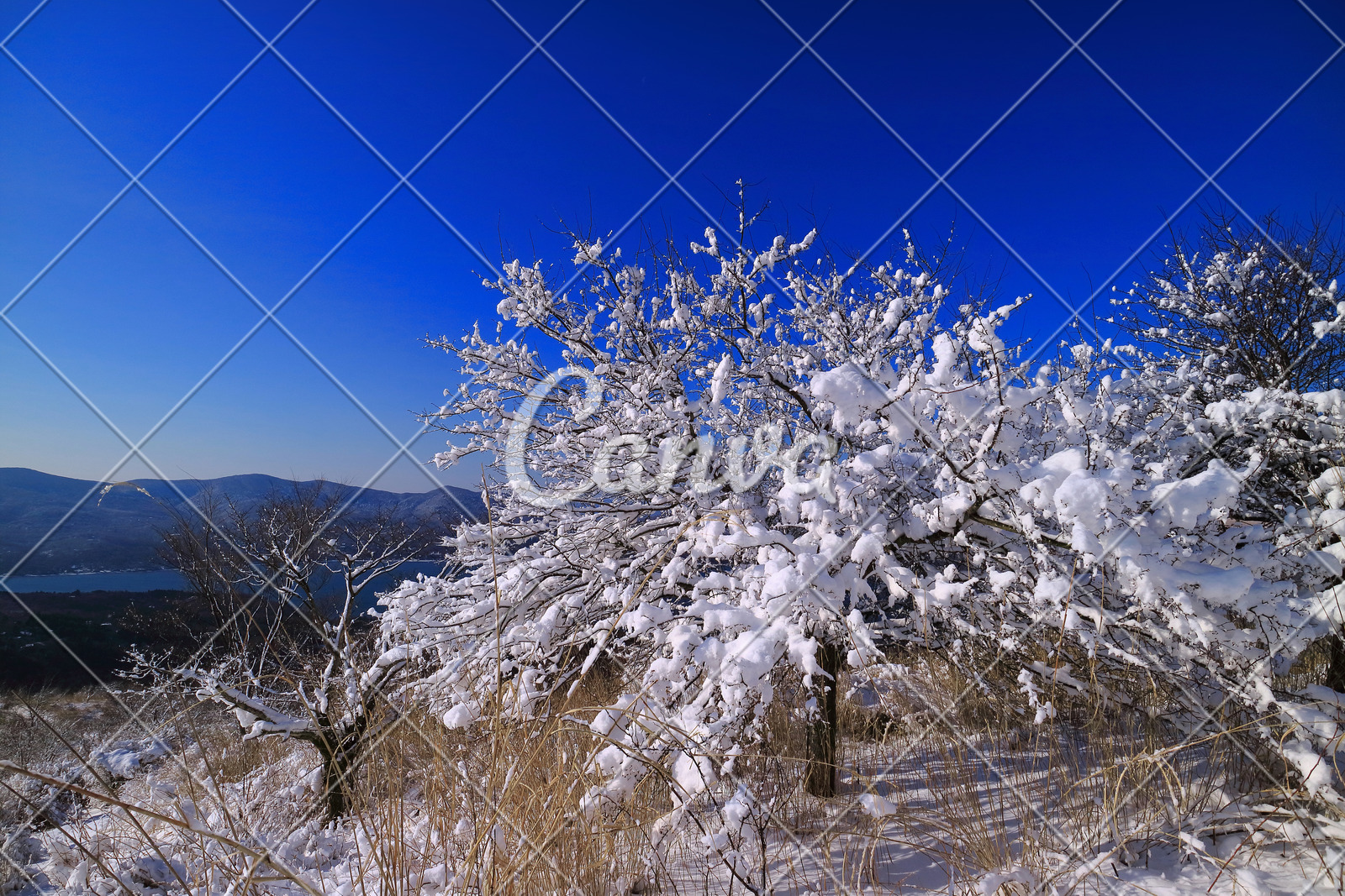 日本森林冬天植物蓝色户外白色风景雪树