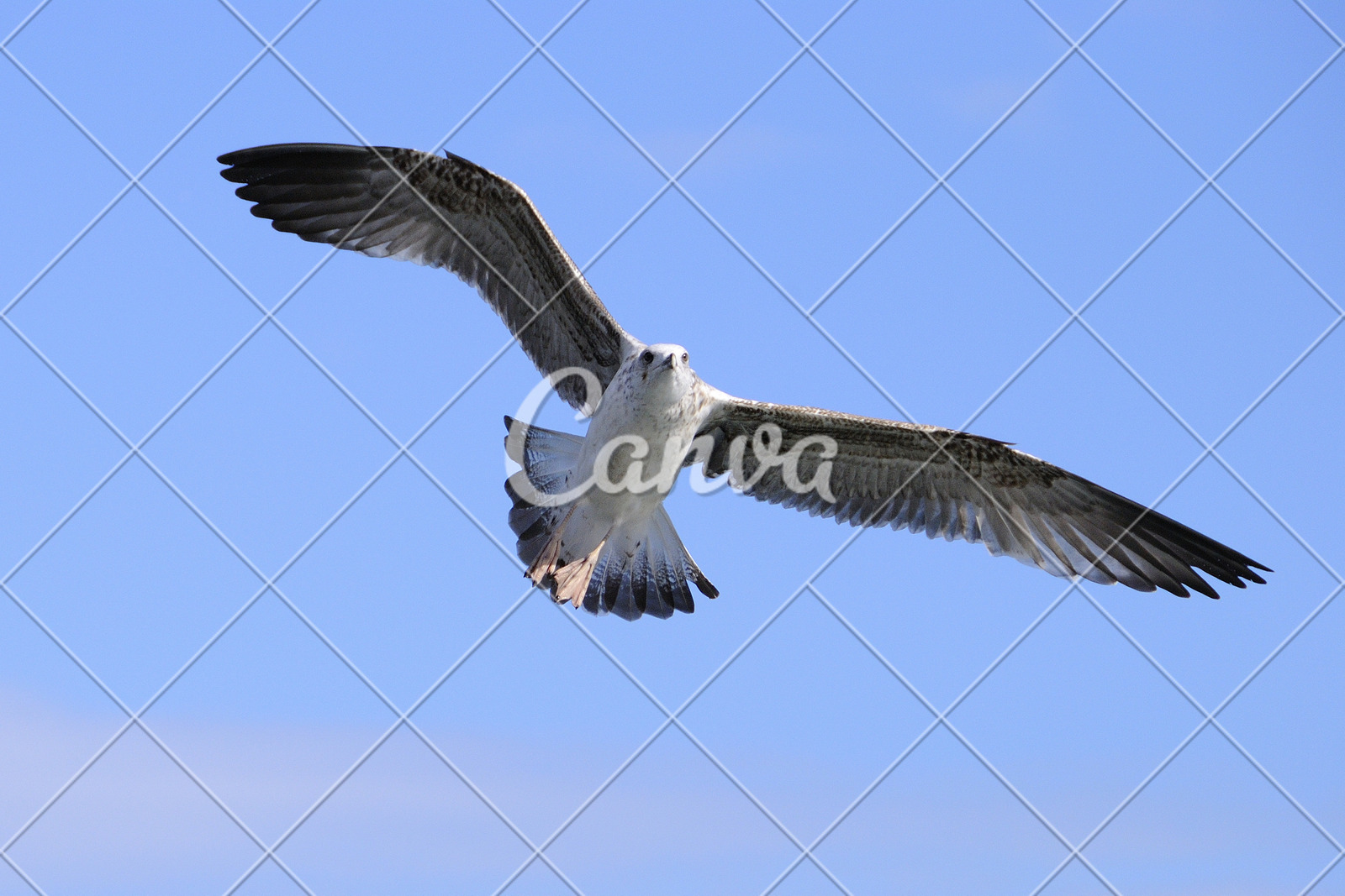 动物天空蓝色海鸥海滩波浪信天翁鸟类特写海鸟