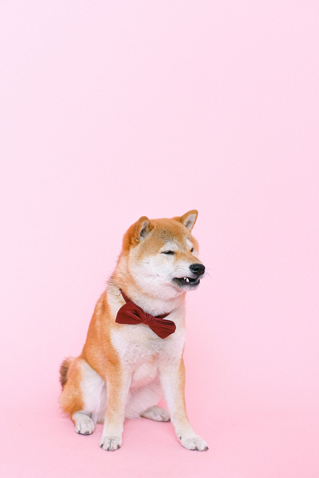 动物柴犬生气领结困惑懊恼可爱的动物家畜粉红色背景宠物图片 Canva可画